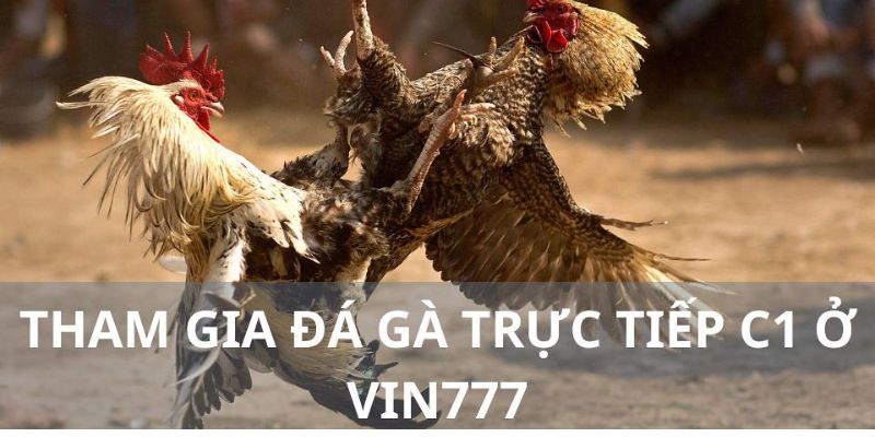 sanh-da-ga-vin777-thu-hut-hang-chuc-nghin-nguoi-tham-gia